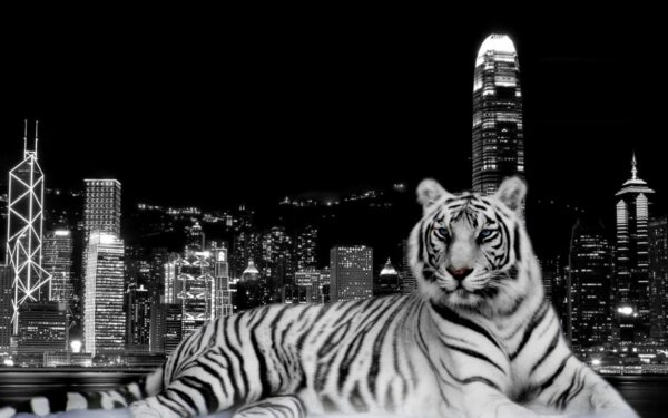 Wallpaper City, Tiger, Dark