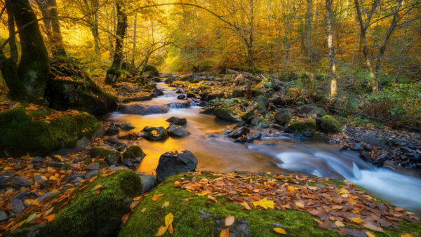 Wallpaper Rocks, Stream, With, Nature, Between, Forest, Trees, And, Water, Desktop