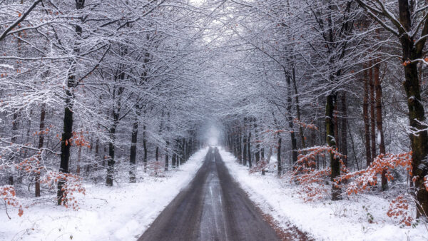 Wallpaper Nature, Forest, Mobile, Winter, Desktop, With, Snow, Road, During