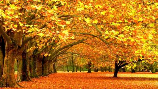 Wallpaper Leaves, Desktop, Mobile, And, Trees, Ground, Nature, Yellow, Maple, Leafed