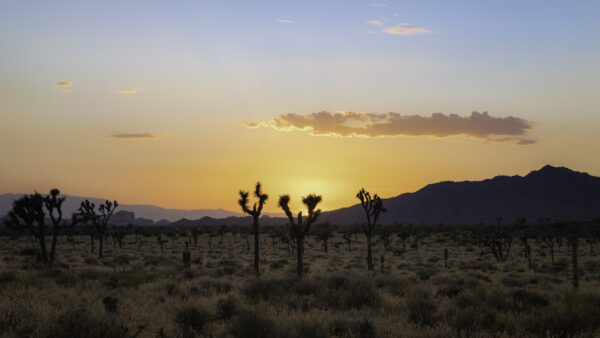 Wallpaper Cacti, Desktop, Mobile, Desert, Mountains, Nature