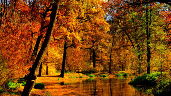Wallpaper Mobile, Reflection, During, Nature, Autumn, Trees, Pond, With, Yellow, Daytime, Green, Desktop, Between