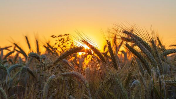 Wallpaper Mobile, Nature, Photo, During, Desktop, Closeup, Wheat, Sunrise