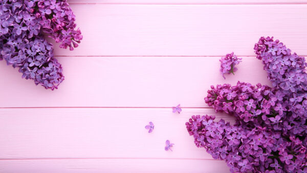 Wallpaper Plants, Background, Purple, Flowers, Pink, Mobile, Desktop