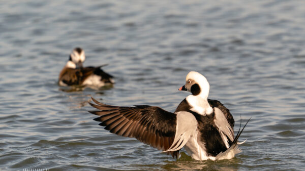 Wallpaper Desktop, Brown, Body, Long-tailed, Animals, Water, White, Duck