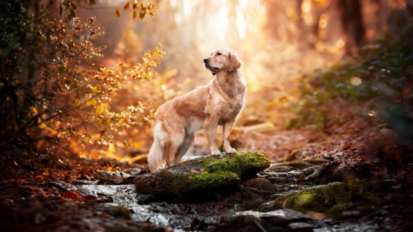 Wallpaper Forest, Rock, Golden, Standing, Covered, Retriever, Dog, Algae, Background, Blur