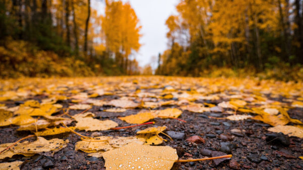 Wallpaper Desktop, Leaves, Nature, Mobile, During, Fall, Road