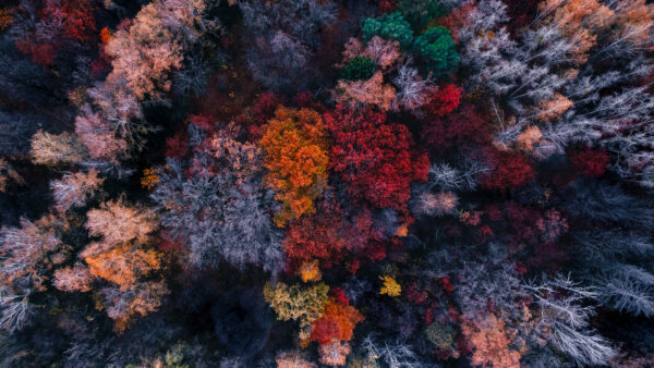 Wallpaper Mobile, Trees, Desktop, View, Forest, Aerial, Autumn, Colorful, Photography
