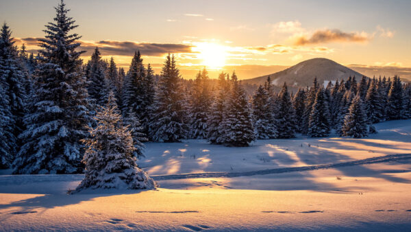 Wallpaper Austria, Snow, Forest, Sunset, Nature, Winter, Desktop