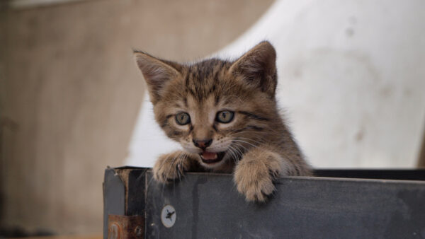 Wallpaper Desktop, Mobile, Out, Door, Kitten, Trying, Brown, Animals, From, Come