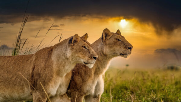 Wallpaper Lioness, Predator, Cat, Sunset, Big, Background, Lion