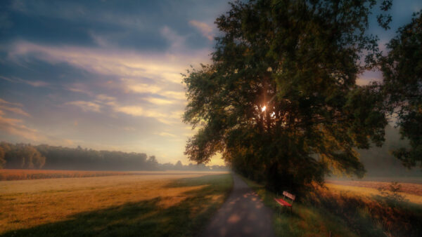 Wallpaper Bench, During, Mobile, Nature, Fog, Road, Morning, Field, Between, Grass, Desktop, Wooden, And