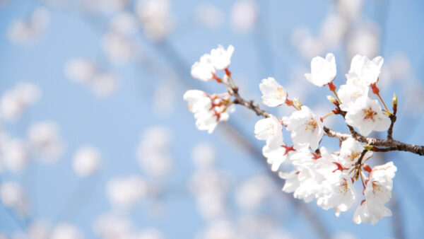 Wallpaper White, Flowers, Background, Desktop, Blossom, Spring, Branch, Blur, Blue