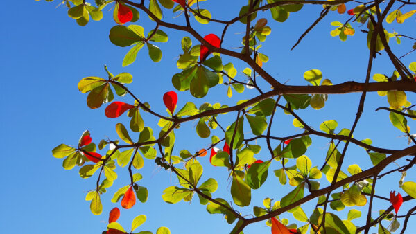 Wallpaper Tree, Leaves, Green, Nature, Branches, Background, Blue, Mobile, Desktop, Sky, Red