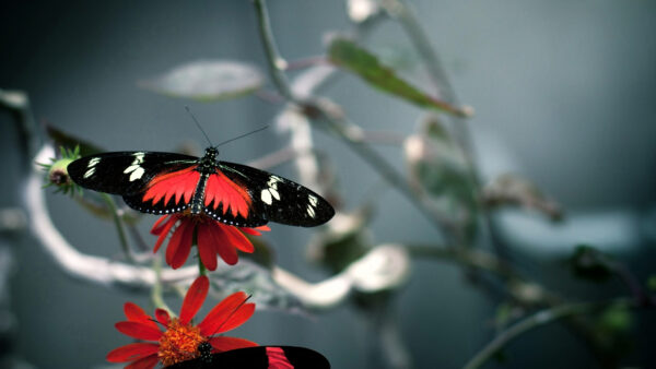 Wallpaper Red, Desktop, Butterfly, Beautiful, And, Black