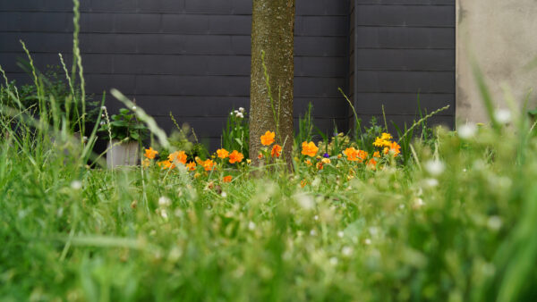 Wallpaper Garden, With, And, Grass, Flowers, Green