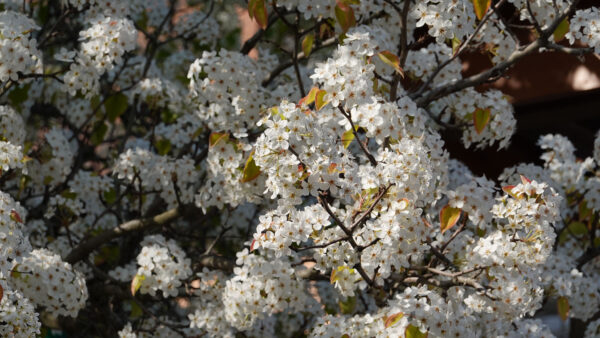 Wallpaper Flowers, Desktop, Mobile, Cherry, Branches, Spring, White