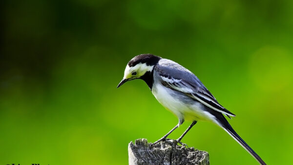 Wallpaper Bird, Green, Black, Blur, White, Tree, Trunk, Birds, Desktop, Standing, Background