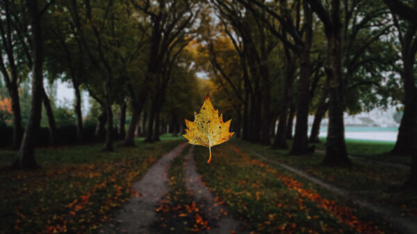 Wallpaper Desktop, Fall, During, Blur, Trees, Leaf, Nature, Background, Pathway, With, And