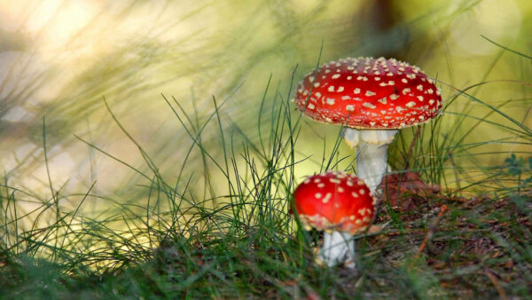 Wallpaper Green, Blur, Background, Mushrooms, Mushroom, Red, Grass