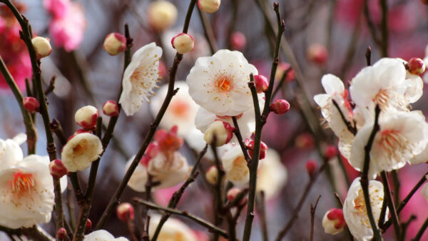 Wallpaper Tree, Flowers, Desktop, Blossom, Mobile, Branches, Spring, White