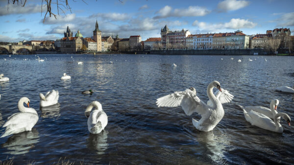 Wallpaper Swans, Birds, Desktop, Republic, City, River, Czech, The, Prague, Building