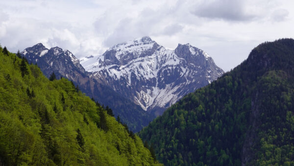 Wallpaper Desktop, Trees, Mobile, Forest, Green, Covered, White, Mountains, Nature, Snow