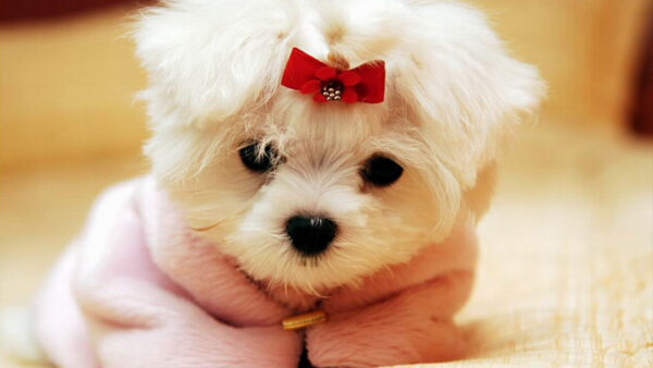 Wallpaper Fur, Pink, Desktop, White, Puppy, Dress, Dog, Wearing