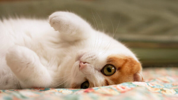 Wallpaper Cat, Lying, Desktop, And, Animals, White, Bed, Brown