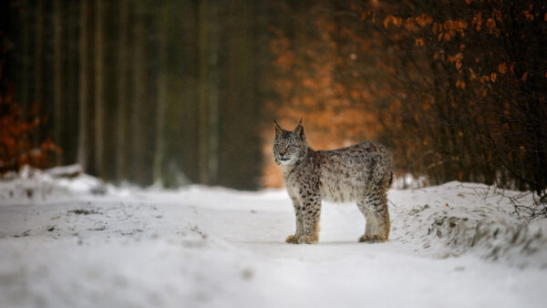 Wallpaper Standing, Lynx, Snow, Forest, Blur, Background, Animals