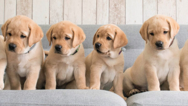 Wallpaper Dog, Retriever, Four, Labrador, Are, Desktop, Sitting, Puppies, Couch