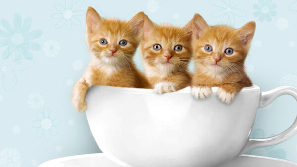 Wallpaper Cat, Are, Cute, Grey, Kittens, Brown, Eyes, Cup, Inside, Three, White