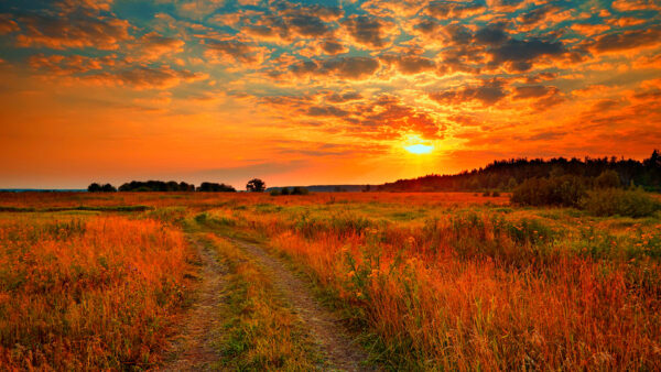Wallpaper Sky, Path, Black, Green, Field, Clouds, Nature, During, Under, Flowers, Sunset, Blue, Grass, Yellow, Plants, Between, Dry