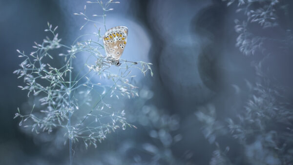 Wallpaper Desktop, With, Animals, Background, Butterfly, Gray