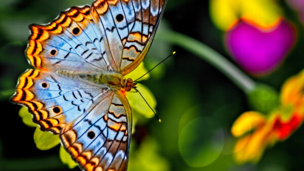 Wallpaper Orange, Green, Black, Background, Light, Blue, Blur, Butterfly, Design