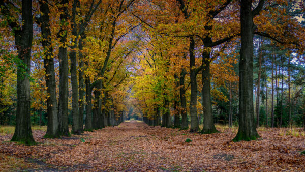 Wallpaper Between, Leaves, Mobile, Green, Autumn, Desktop, With, Orange, Dry, Yellow, Forest, Path, Background, Trees