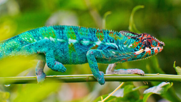 Wallpaper Chameleon, Green, Stalk, Colorful, Background, Plant, Blur