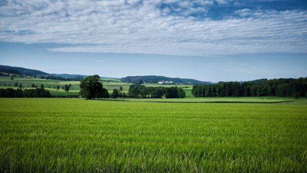 Wallpaper Under, Grass, Field, Foam, Plants, Blue, Desktop, Green, Clouds, Trees, Nature, Sky, Bushes, White, Mobile