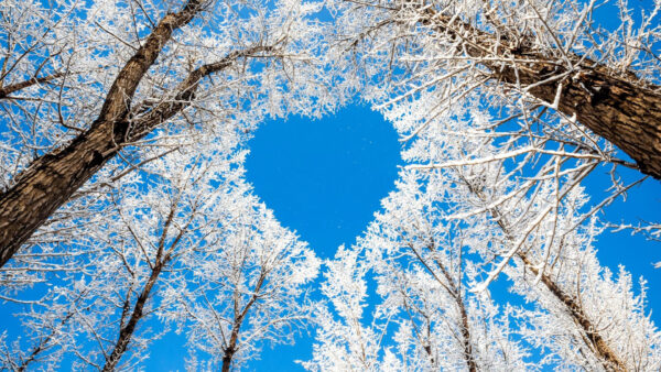 Wallpaper Trees, Snow, Blue, Autumn, Nature, Sky, Leafed, Covered, Heart, Under, Shape