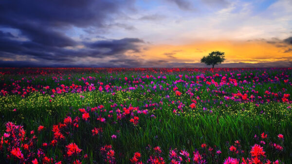 Wallpaper Pink, Sunset, Field, During, And, Yellow, Green, Blue, Grass, Background, Clouds, Flowers, Plants, Beautiful, Sky