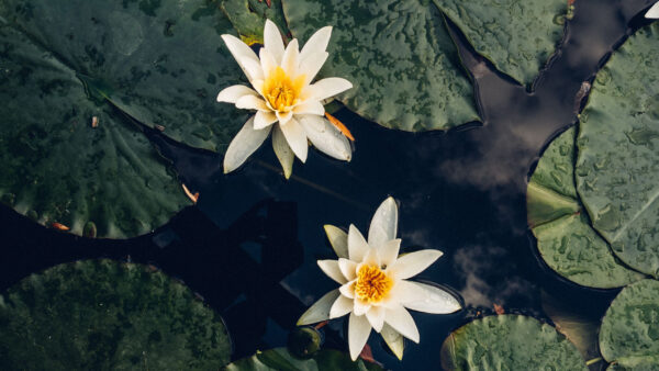 Wallpaper Lilies, White, Water, Leaves, Flowers