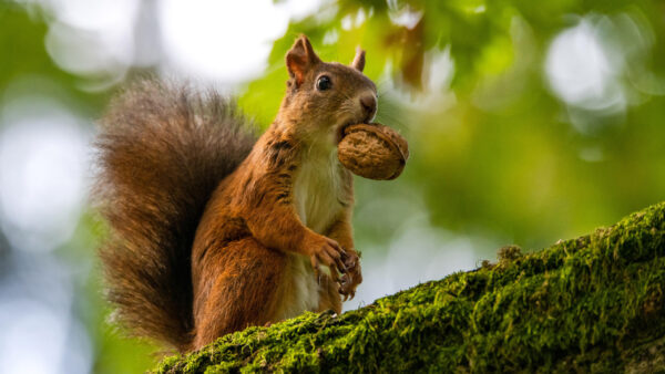 Wallpaper Standing, Nut, Brown, Mouth, Covered, Squirrel, With, Trunk, White, Algae, Tree