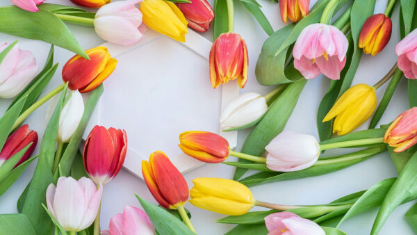 Wallpaper With, Tulip, Flowers, Leaves, Colorful