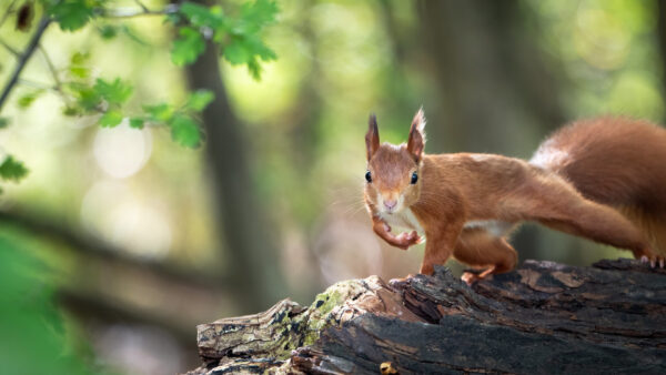 Wallpaper Red, Trees, Desktop, Shallow, Squirrel, With, Background