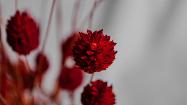 Wallpaper Herbarium, Flowers, Red, Branches