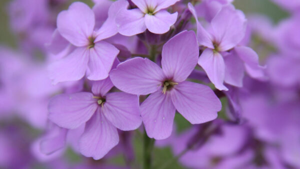 Wallpaper Closeup, Violet, Flowers, Petals, View