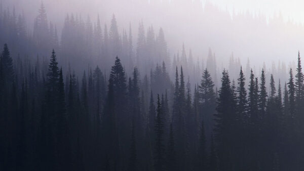 Wallpaper Tumblr, Desktop, Covered, Forest, Fog