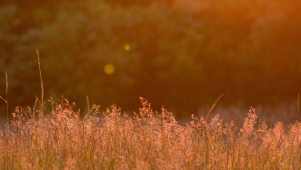 Wallpaper Light, Nature, Glare, Grass