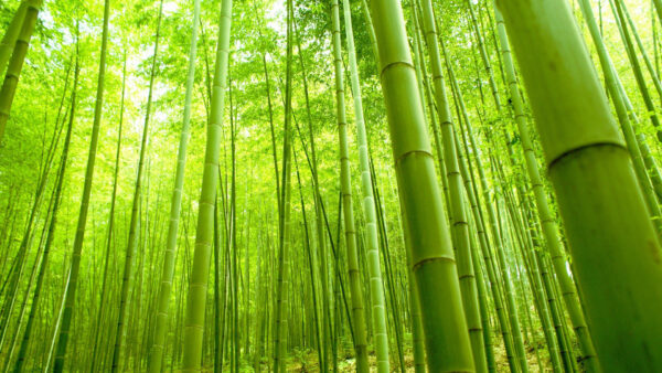 Wallpaper Green, Forest, Trees, Bamboo