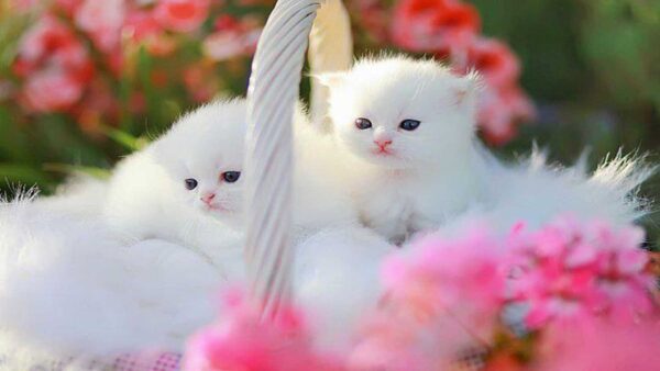 Wallpaper Two, Kitten, Kittens, White, Cat